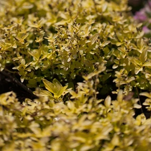 Marjoram - Golden 9cm
