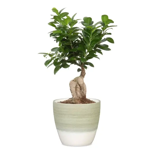 Matcha Cream Pot Ø14cm - image 2