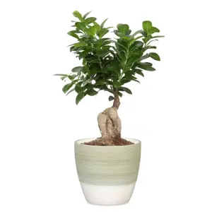 Matcha Cream Pot Ø14cm - image 2