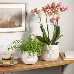 Mavi Alabaster Pot Ø19cm - image 1