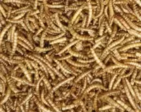 Mealworm