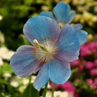 Meconopsis