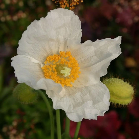 Image Credit: Kernock Park Plants Ltd