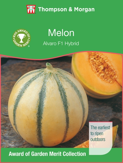 Melon Alvaro F1 - image 1