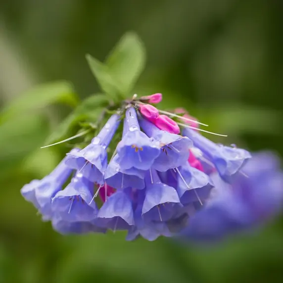 Mertensia virginica - image 1