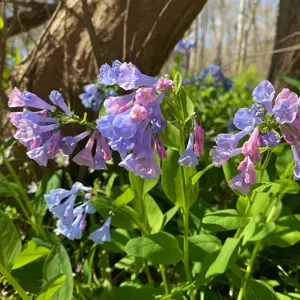 Mertensia virginica - image 2