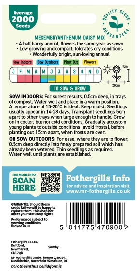 Mesembryanthemum Livingstone Daisy Mixed - image 2