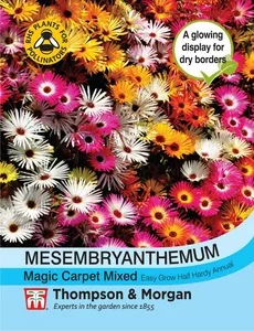 Mesembryanthemum Magic Carpet Mixed - image 1