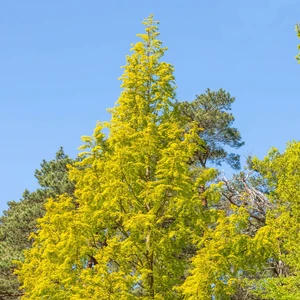 Metasequoia glyptostroboides 'Goldrush' - image 1