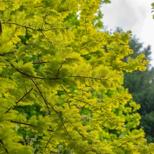 Metasequoia glyptostroboides 'Goldrush' - image 2
