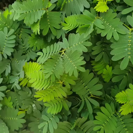 Mimosa pudica 9cm - image 1