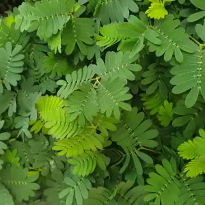Mimosa pudica 9cm - image 1