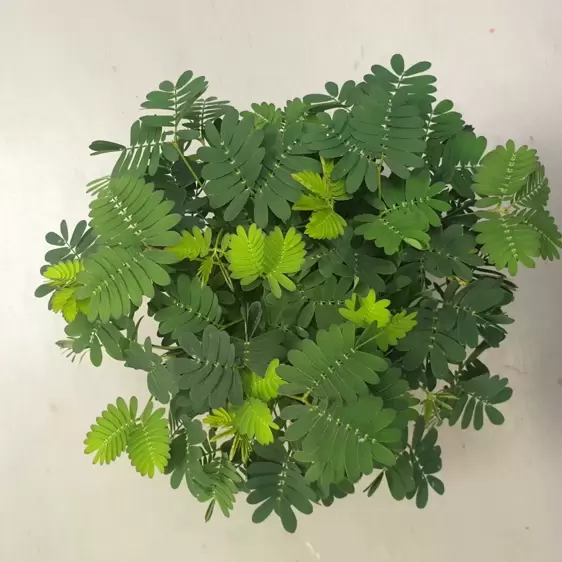 Mimosa pudica 9cm - image 2