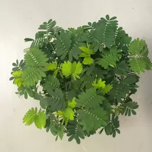 Mimosa pudica 9cm - image 2