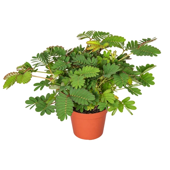 Mimosa pudica 6cm - image 2