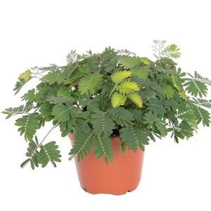 Mimosa pudica 9cm - image 2