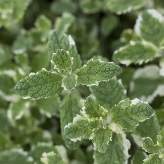 Mint - Apple Variegated 1L