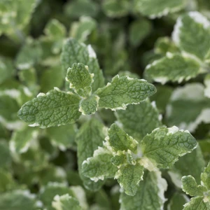 Mint - Apple Variegated 1L