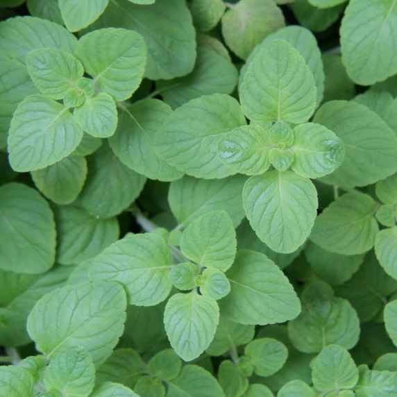 Mint - Basil 9cm