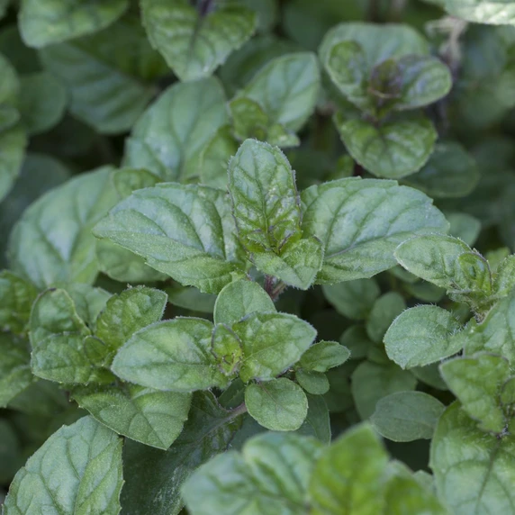 Mint - Berries and Cream 9cm