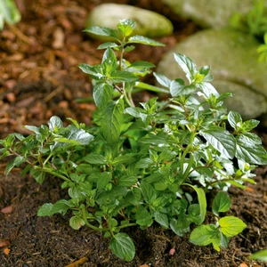 Mint - Chocolate Peppermint 9cm