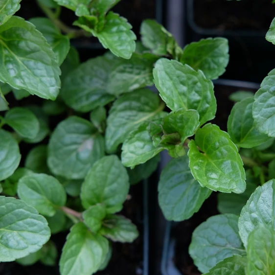 Mint - Curled Spearmint 8.5cm