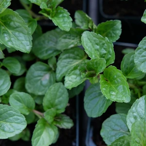 Mint - Curled Spearmint 8.5cm