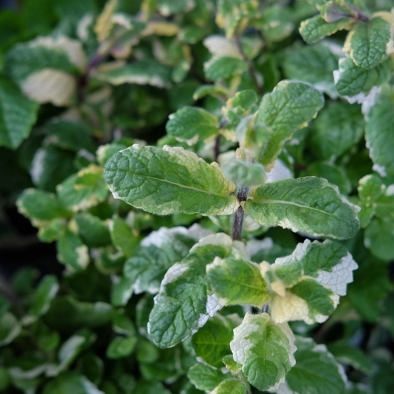 Mint - Variegated 8.5cm