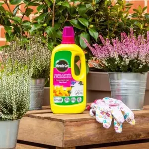 Miracle-Gro Azalea, Camellia & Rhododendron Liquid Food - image 2