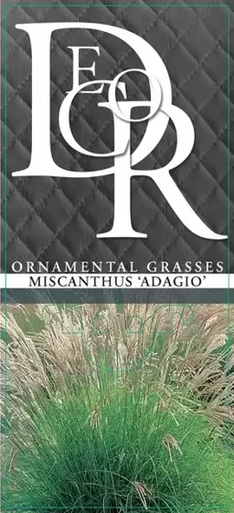 Miscanthus sinensis 'Adagio' - image 4