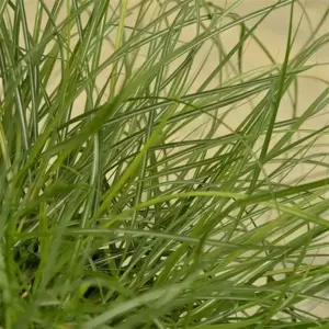 Miscanthus sinensis 'Adagio' - image 1