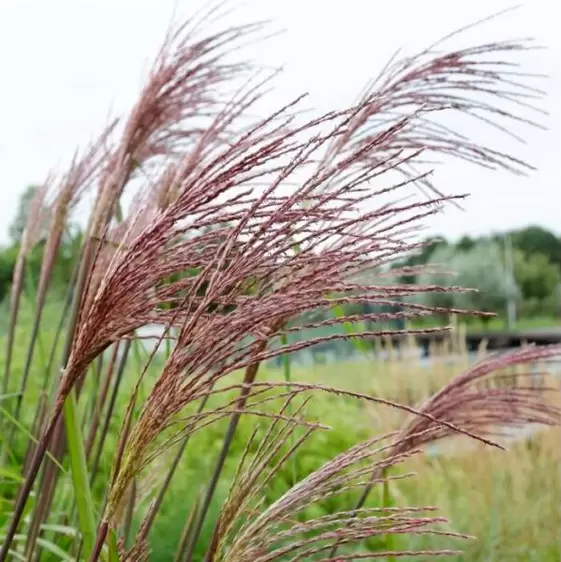 Miscanthus sinensis 'Ferner Osten' 2L