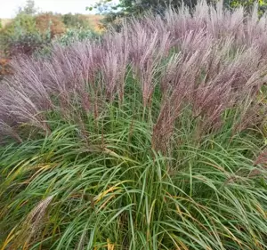 Miscanthus sinensis 'Flamingo' 2L - image 1