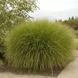 Miscanthus sinensis 'Gracillimus' 2L