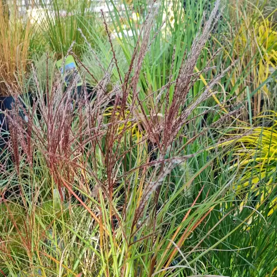 Miscanthus sinensis 'Kleine Silberspinne' 2L