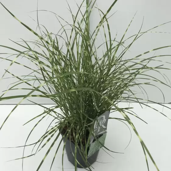 Miscanthus sinensis 'Little Zebra' 2L - image 4