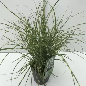 Miscanthus sinensis 'Little Zebra' 2L - image 4