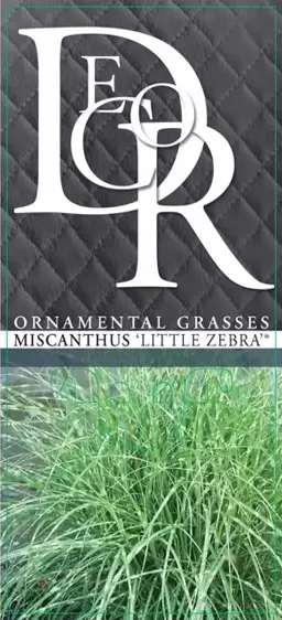 Miscanthus sinensis 'Little Zebra' 2L - image 6