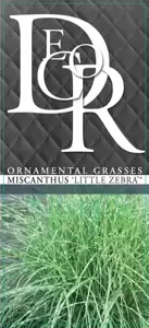 Miscanthus sinensis 'Little Zebra' 2L - image 6
