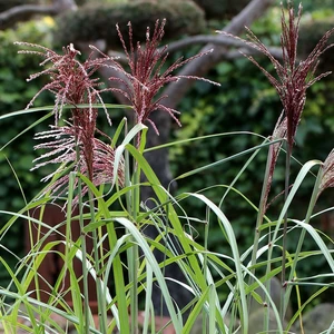 Miscanthus sinensis 'Piccolo Rubino'