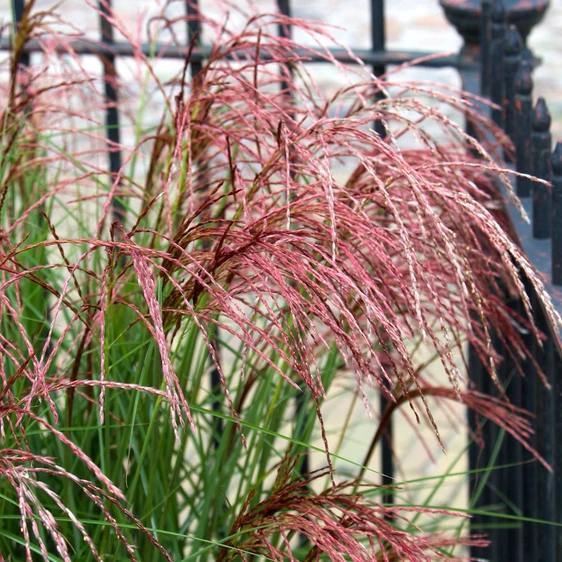 Miscanthus sinensis 'Red Cloud' 5L