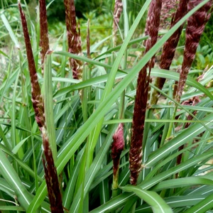 Miscanthus sinensis 'Volcano' - image 2