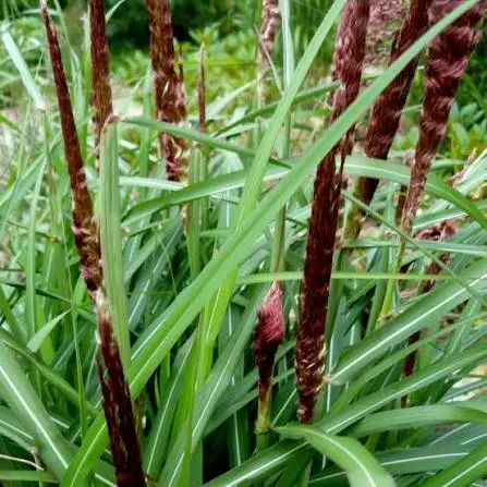 Miscanthus sinensis 'Volcano' 3L - image 1