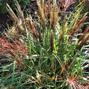 Miscanthus sinensis 'Volcano' 3L - image 2