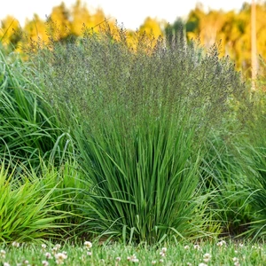 Molinia caerulea 'Banshee' - image 1