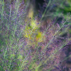 Molinia caerulea 'Banshee' - image 2