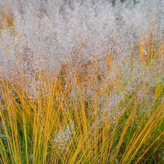 Molinia caerulea 'Banshee' - image 3