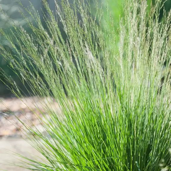 Molinia caerulea subsp. caerulea 'Edith Dudszus' 5L - image 3