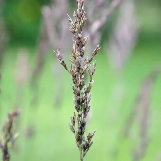 Molinia caerulea subsp. caerulea 'Edith Dudszus' 2L - image 2