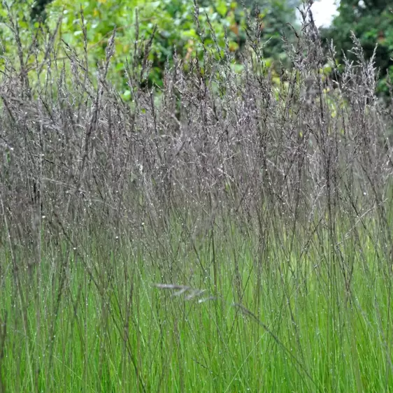 Molinia caerulea subsp. caerulea 'Edith Dudszus' 5L - image 1